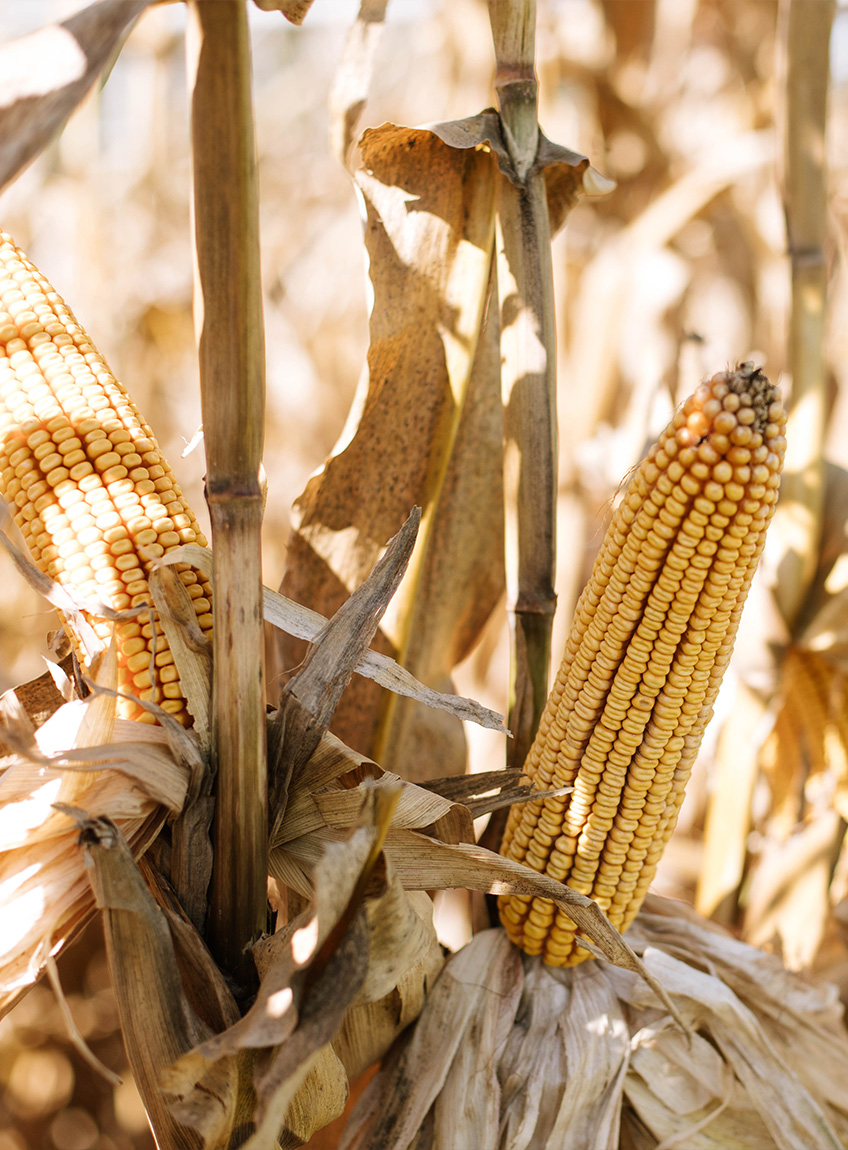 corn field