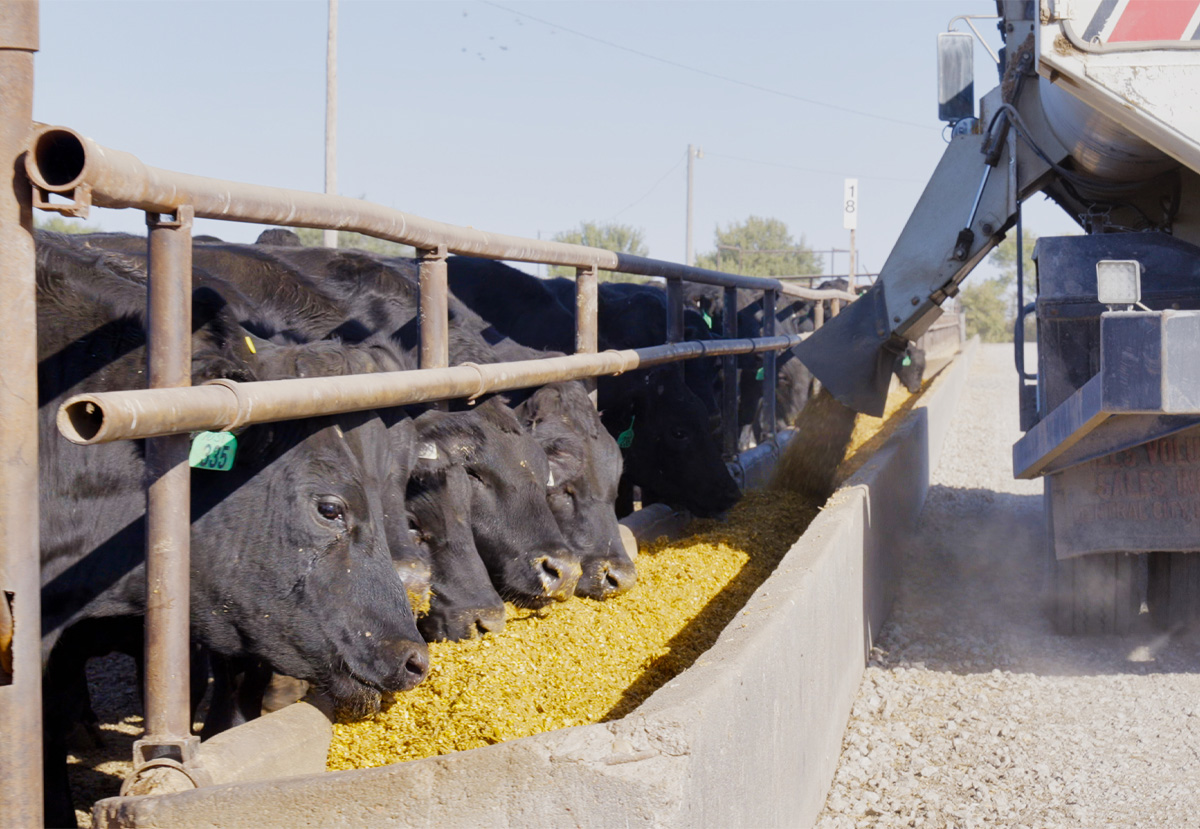 cows eating in a feedlot
